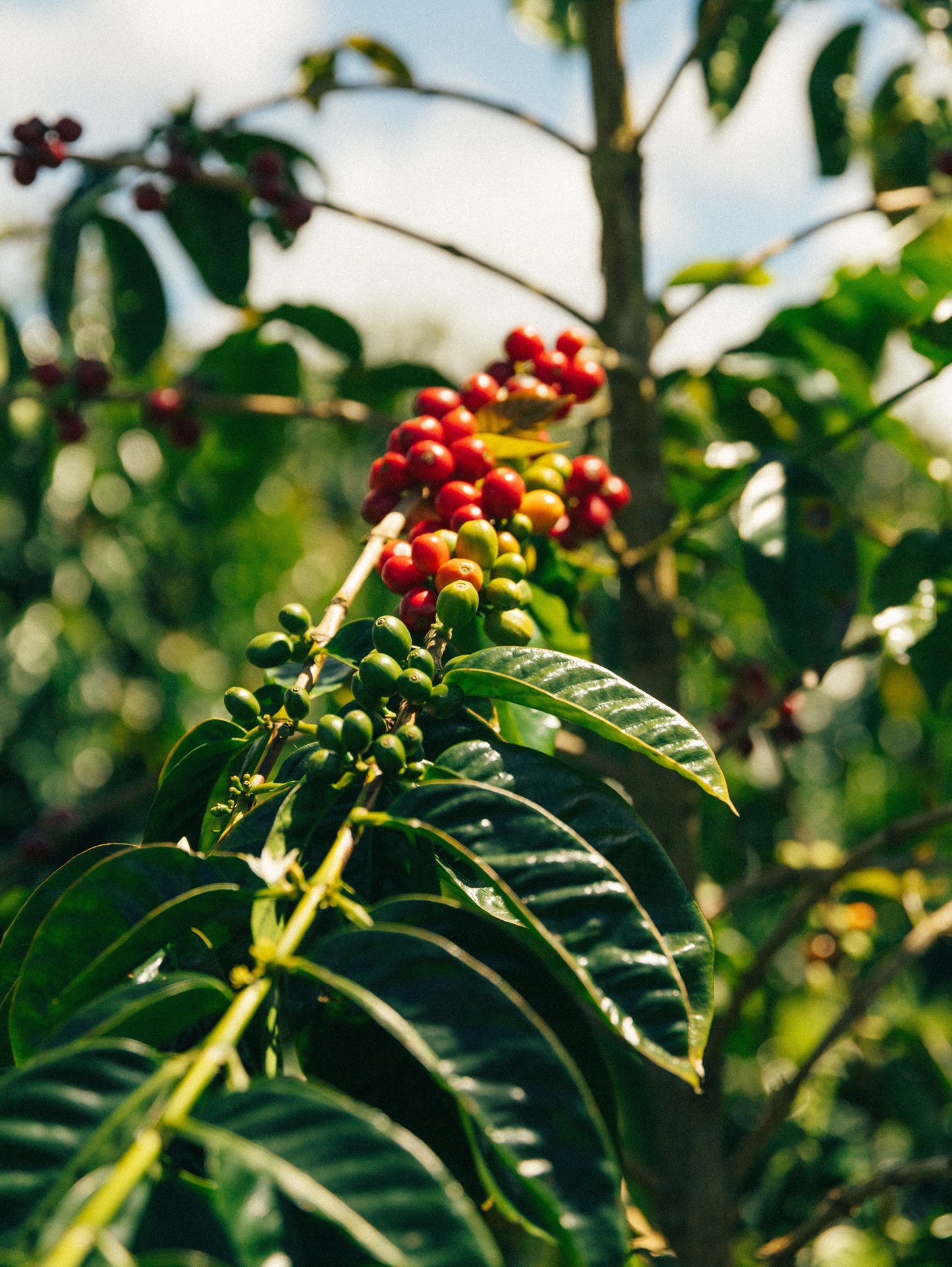 What is Hawai‘i Coffee?