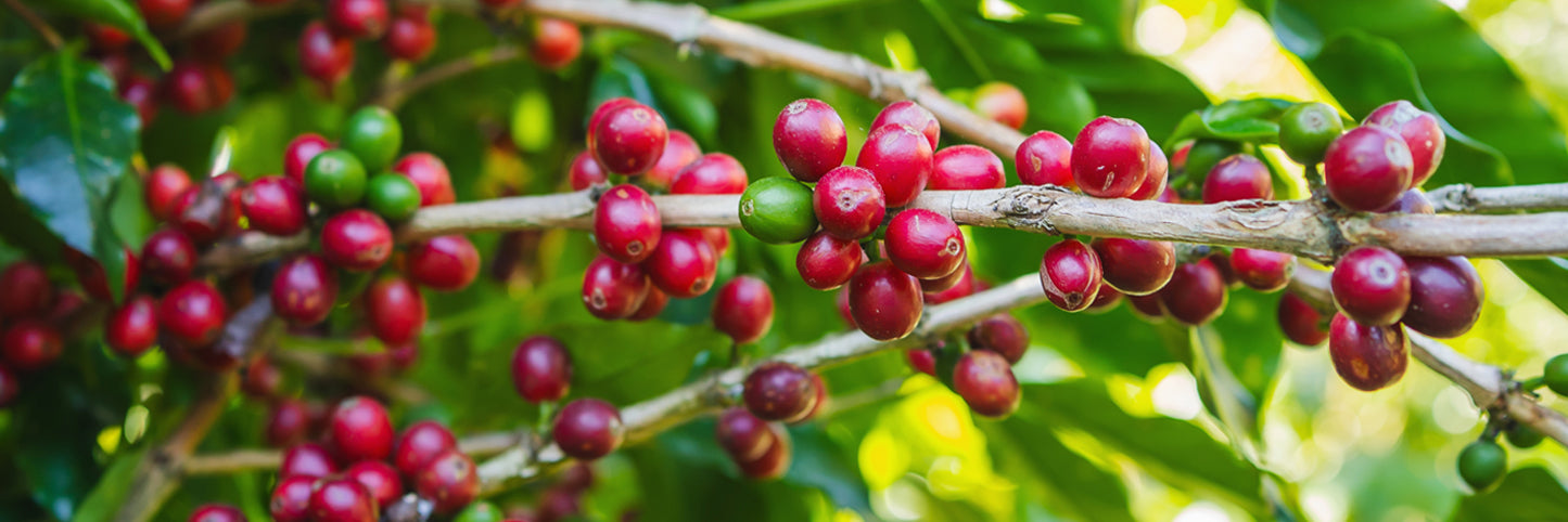 Tradition Coffee Roasters