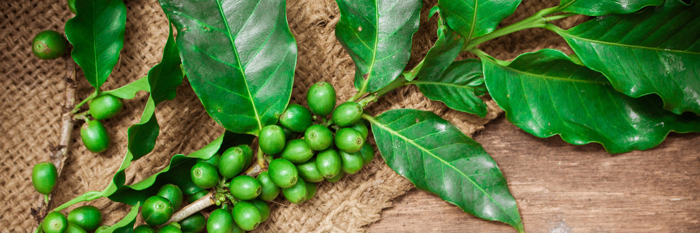 Tradition Coffee Roasters