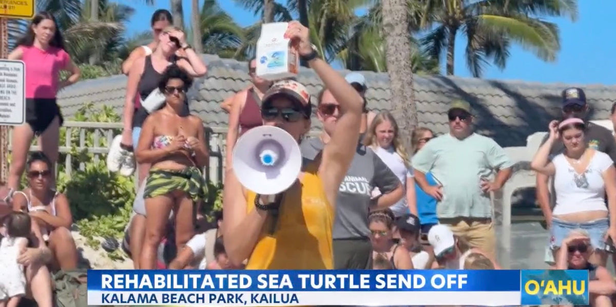 Sea turtle returns to ocean after losing flipper in fishing line entanglement