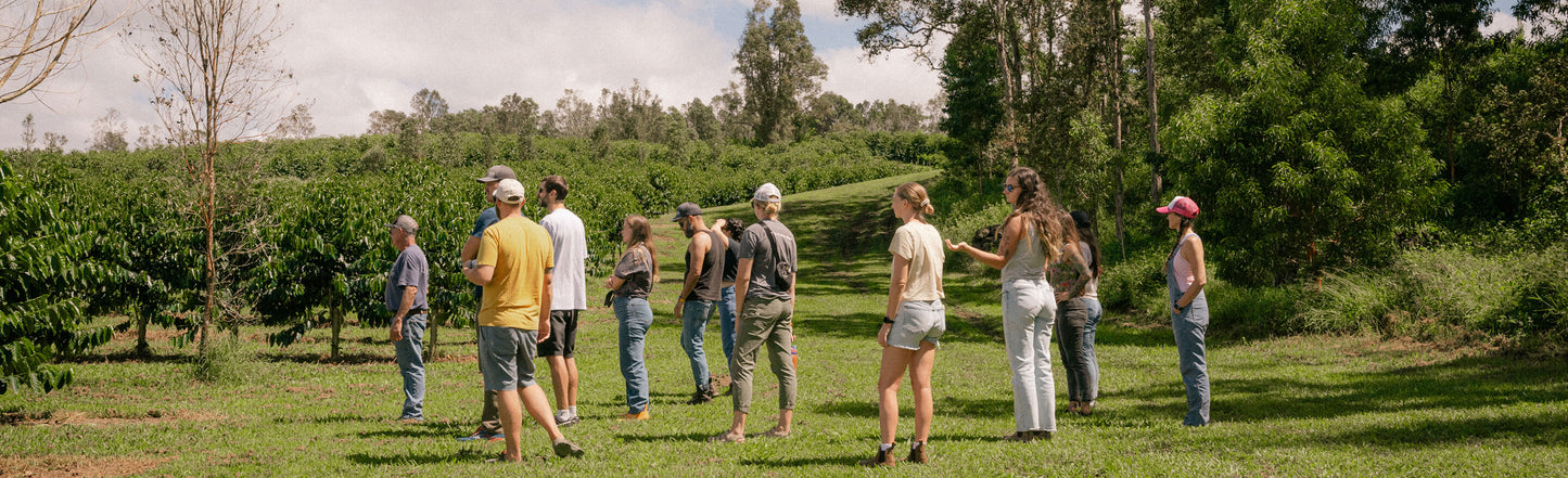 Tradition Coffee Roasters